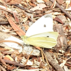 Pieris rapae at Aranda, ACT - 3 Apr 2018