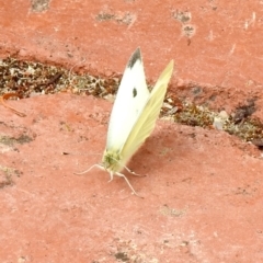 Pieris rapae at Aranda, ACT - 3 Apr 2018