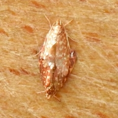 Lophopepla undescribed species (A concealer moth (Wingia group)) at Aranda, ACT - 3 Apr 2018 by KMcCue