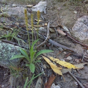 Plantago debilis at Isaacs, ACT - 4 Apr 2010