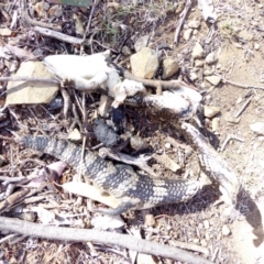 Tiliqua scincoides scincoides (Eastern Blue-tongue) at Hughes, ACT - 4 Apr 2018 by JackyF