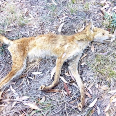 Vulpes vulpes (Red Fox) at Hughes, ACT - 4 Apr 2018 by JackyF
