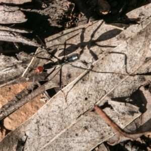 Leptomyrmex erythrocephalus at Cotter River, ACT - 2 Apr 2018