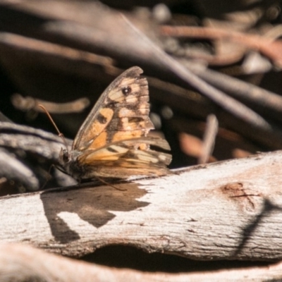 Geitoneura klugii (Marbled Xenica) at Cotter River, ACT - 2 Apr 2018 by SWishart