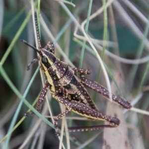 Monistria concinna at Cotter River, ACT - 2 Apr 2018 11:59 AM