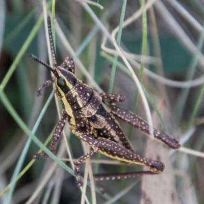 Monistria concinna (Southern Pyrgomorph) at Cotter River, ACT - 2 Apr 2018 by SWishart