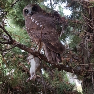 Ninox boobook at Calwell, ACT - 3 Apr 2018