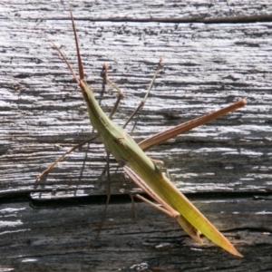 Acrida conica at Cotter River, ACT - 2 Apr 2018