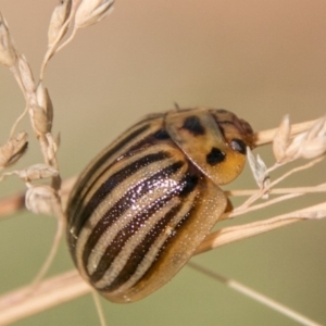 Paropsisterna lignea at Cotter River, ACT - 2 Apr 2018 01:43 PM