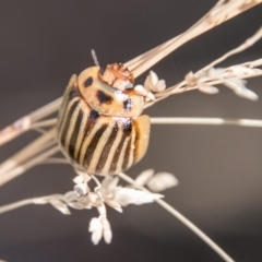 Paropsisterna lignea at Cotter River, ACT - 2 Apr 2018