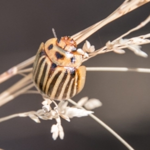 Paropsisterna lignea at Cotter River, ACT - 2 Apr 2018 01:43 PM