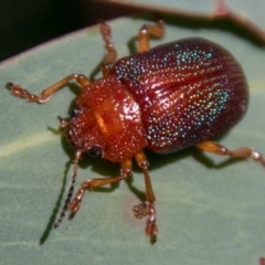 Calomela ioptera (A leaf beetle) at Cotter River, ACT - 2 Apr 2018 by SWishart