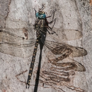 Austroaeschna multipunctata at Cotter River, ACT - 2 Apr 2018