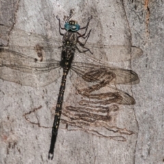 Austroaeschna multipunctata at Cotter River, ACT - 2 Apr 2018