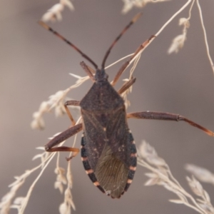 Amorbus sp. (genus) at Cotter River, ACT - 2 Apr 2018