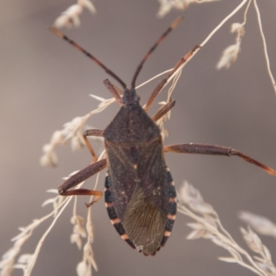 Amorbus sp. (genus) (Eucalyptus Tip bug) at Cotter River, ACT - 2 Apr 2018 by SWishart