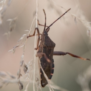 Amorbus sp. (genus) at Cotter River, ACT - 2 Apr 2018 02:23 PM