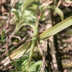Acrida conica (Giant green slantface) at Tidbinbilla Nature Reserve - 3 Mar 2018 by SWishart