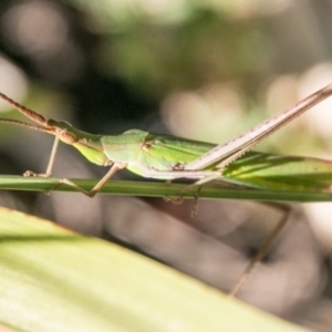 Acrida conica at Paddys River, ACT - 3 Mar 2018