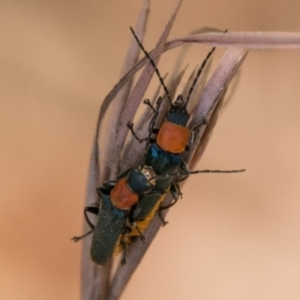 Chauliognathus tricolor at Paddys River, ACT - 3 Mar 2018 12:29 PM