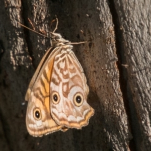 Geitoneura acantha at Paddys River, ACT - 4 Mar 2018 05:48 PM