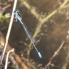 Austroagrion watsoni (Eastern Billabongfly) at Paddys River, ACT - 4 Mar 2018 by SWishart