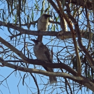 Philemon corniculatus at Macarthur, ACT - 4 Apr 2018 08:52 AM