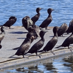 Phalacrocorax sulcirostris at Acton, ACT - 4 Apr 2018