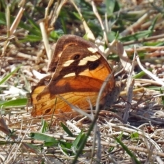 Heteronympha merope (Common Brown Butterfly) at Acton, ACT - 4 Apr 2018 by RodDeb