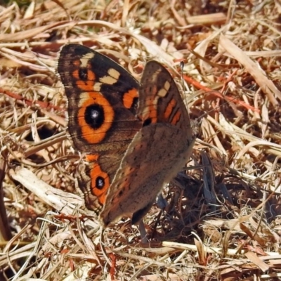 Junonia villida (Meadow Argus) at Acton, ACT - 4 Apr 2018 by RodDeb