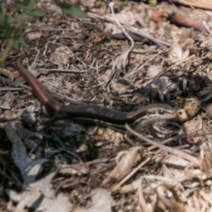 Morethia boulengeri at Stromlo, ACT - 7 Mar 2018