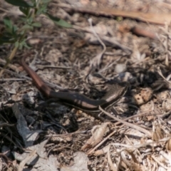 Morethia boulengeri at Stromlo, ACT - 7 Mar 2018