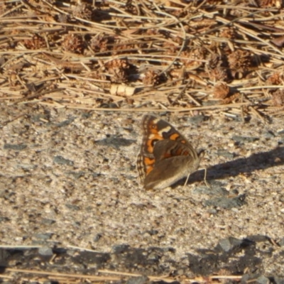 Junonia villida (Meadow Argus) at Red Hill, ACT - 4 Apr 2018 by Christine