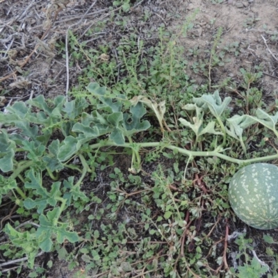 Citrullus amarus (Wild Melon, Camel Melon, Bitter Melon) at Tennent, ACT - 8 Mar 2018 by michaelb