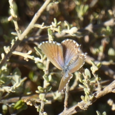 Theclinesthes serpentata (Saltbush Blue) at Red Hill, ACT - 3 Apr 2018 by Christine