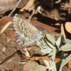 Theclinesthes serpentata at Red Hill, ACT - 4 Apr 2018