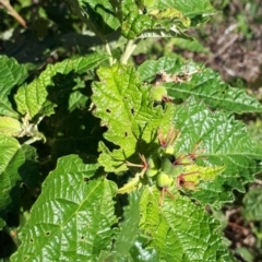 Adriana tomentosa var. tomentosa (Eastern Bitterbush) at Paddys River, ACT - 4 Apr 2018 by purple66