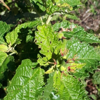 Adriana tomentosa var. tomentosa (Eastern Bitterbush) at Paddys River, ACT - 4 Apr 2018 by purple66