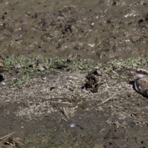 Charadrius melanops at Fyshwick, ACT - 4 Apr 2018 01:33 PM