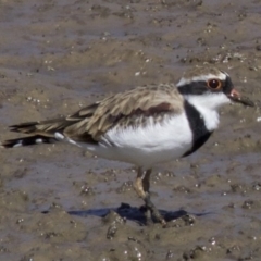 Charadrius melanops at Fyshwick, ACT - 4 Apr 2018 01:33 PM