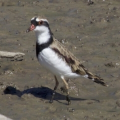 Charadrius melanops at Fyshwick, ACT - 4 Apr 2018 01:33 PM