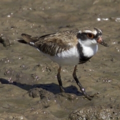 Charadrius melanops at Fyshwick, ACT - 4 Apr 2018 01:33 PM