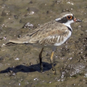 Charadrius melanops at Fyshwick, ACT - 4 Apr 2018 01:33 PM