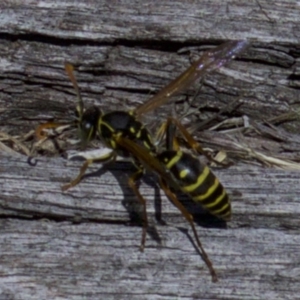 Polistes (Polistes) chinensis at Fyshwick, ACT - 4 Apr 2018 01:20 PM