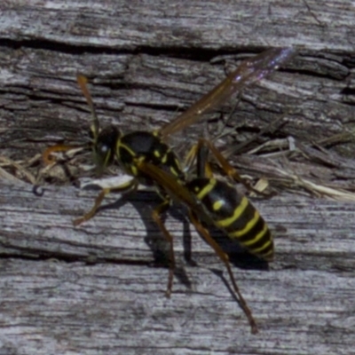 Polistes (Polistes) chinensis (Asian paper wasp) at Fyshwick, ACT - 4 Apr 2018 by jb2602