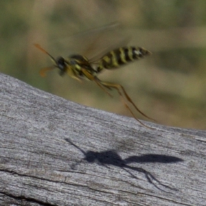 Polistes (Polistes) chinensis at Fyshwick, ACT - 4 Apr 2018 01:20 PM