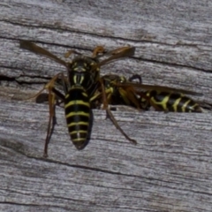 Polistes (Polistes) chinensis at Fyshwick, ACT - 4 Apr 2018 01:20 PM