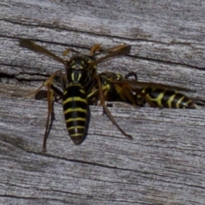 Polistes (Polistes) chinensis at Fyshwick, ACT - 4 Apr 2018 01:20 PM