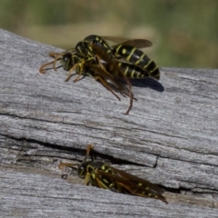 Polistes (Polistes) chinensis at Fyshwick, ACT - 4 Apr 2018 01:20 PM