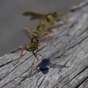 Polistes (Polistes) chinensis at Fyshwick, ACT - 4 Apr 2018 02:13 PM